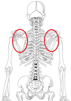 肩甲骨の位置を表す画像